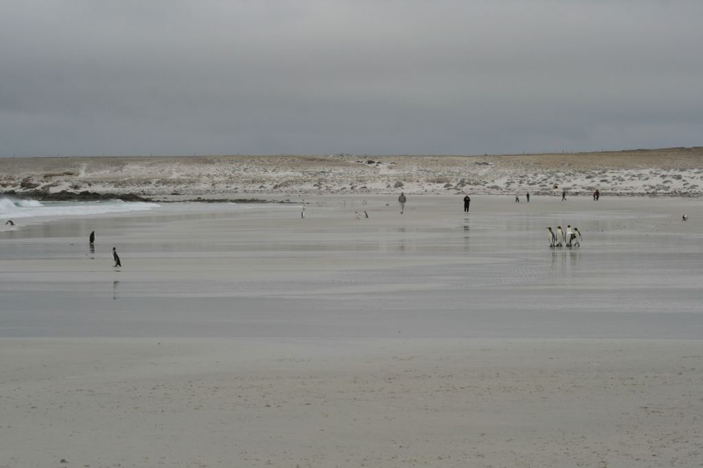 Фото 24 - Фолклендские острова