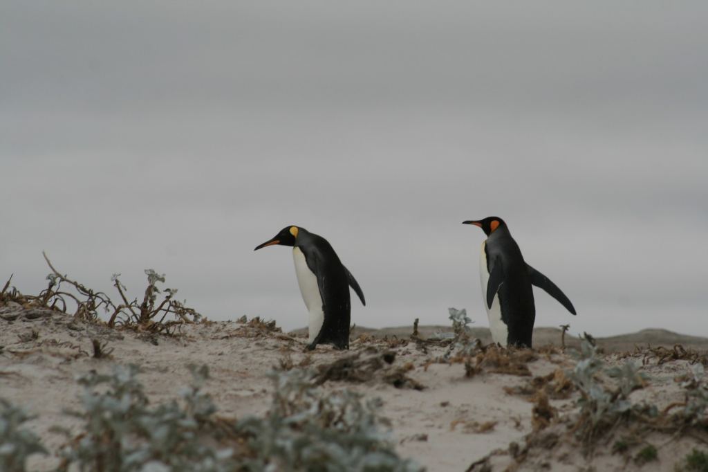 Фото 25 - Фолклендские острова