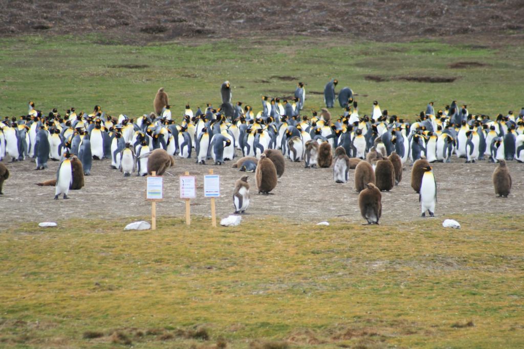 Фото 26 - Фолклендские острова