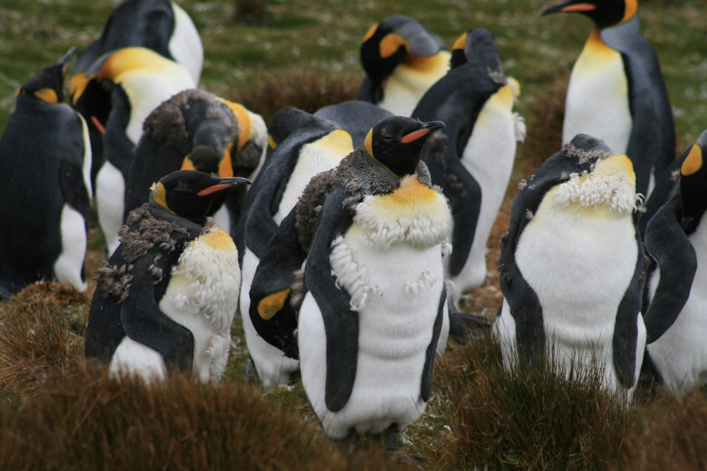 Фото 27 - Фолклендские острова