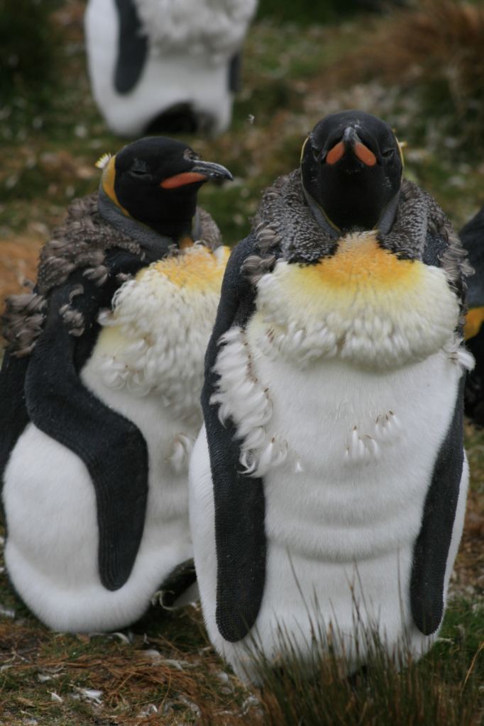 Фото 28 - Фолклендские острова