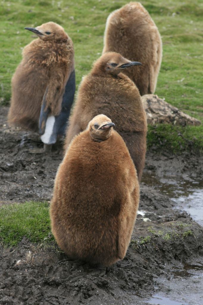 Фото 29 - Фолклендские острова