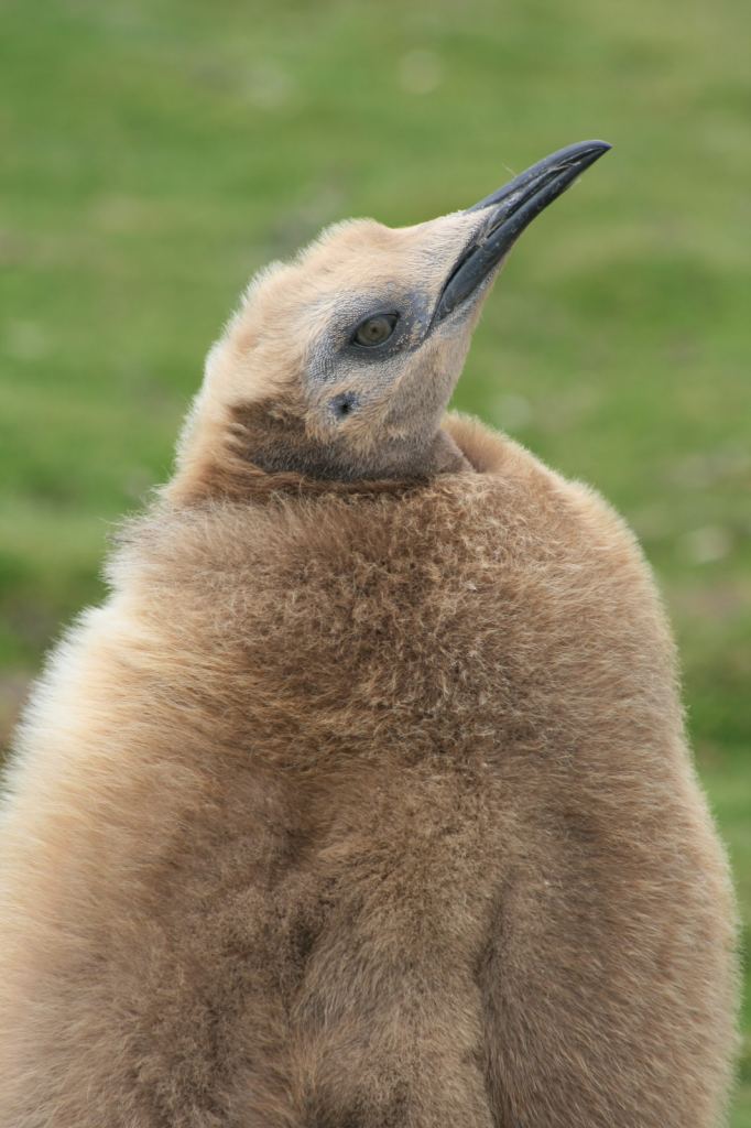 Фото 30 - Фолклендские острова
