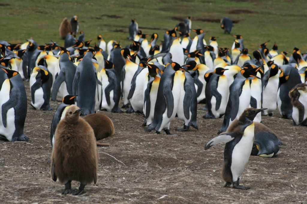 Фото 31 - Фолклендские острова