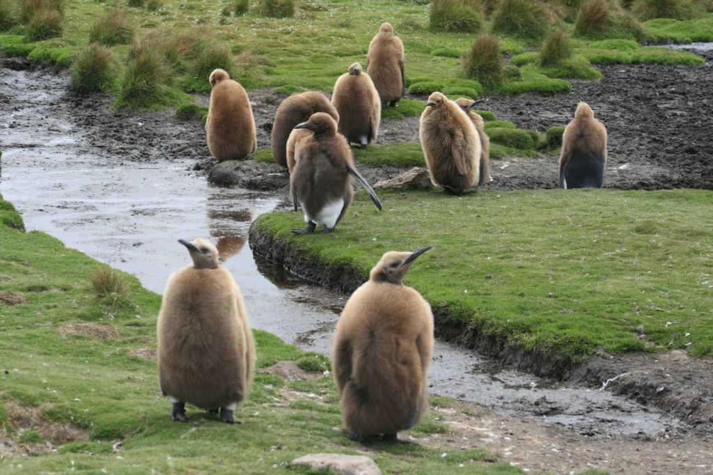 Фото 32 - Фолклендские острова