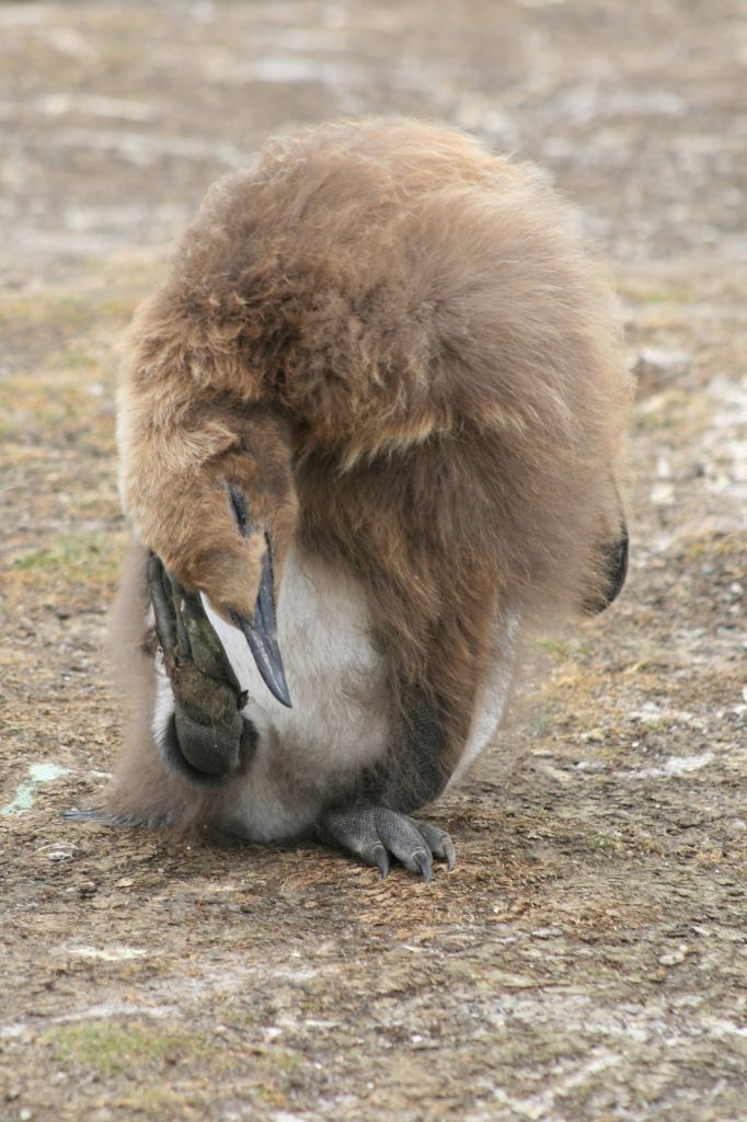 Фото 33 - Фолклендские острова