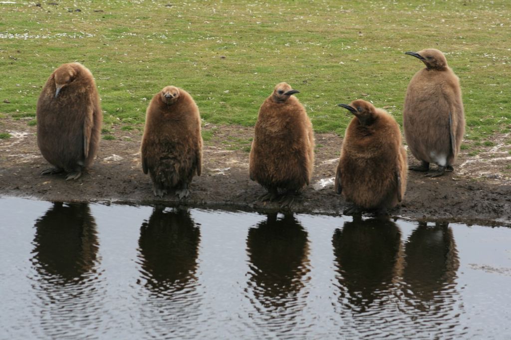 Фото 34 - Фолклендские острова