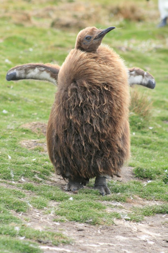 Фото 35 - Фолклендские острова