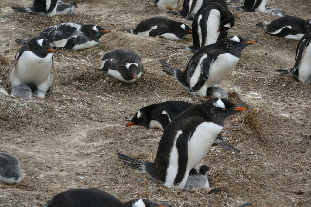 Фото 37 - Фолклендские острова