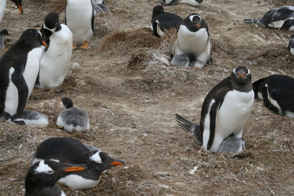 Фото 38 - Фолклендские острова