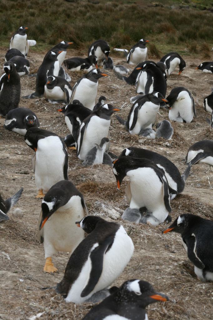 Фото 39 - Фолклендские острова