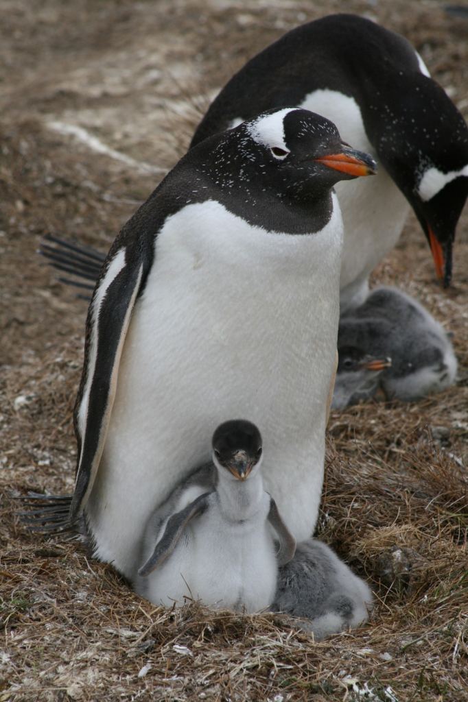 Фото 40 - Фолклендские острова