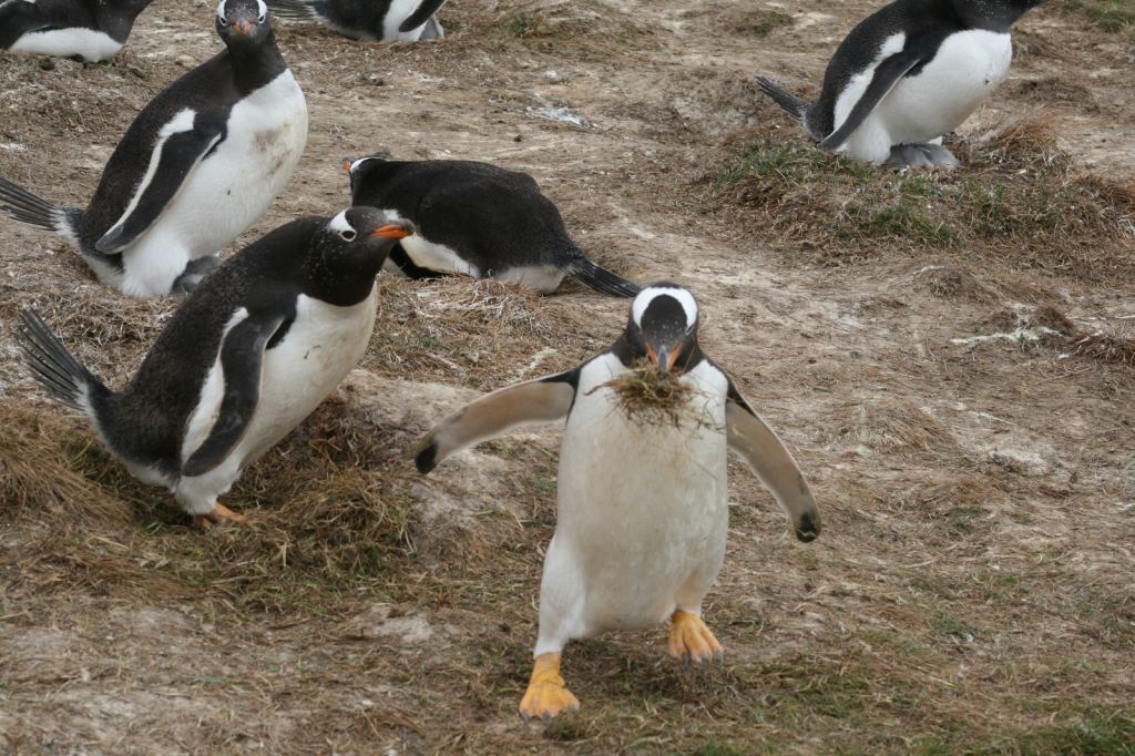 Фото 41 - Фолклендские острова