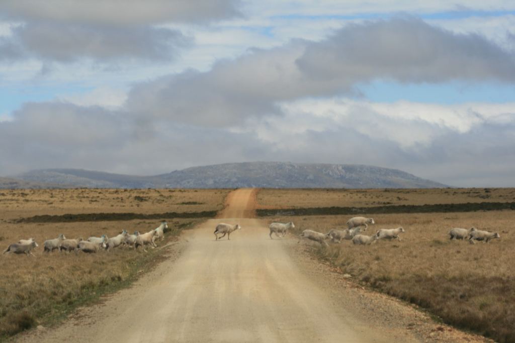 Фото 44 - Фолклендские острова