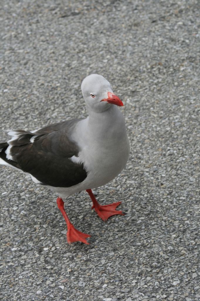 Фото 48 - Фолклендские острова