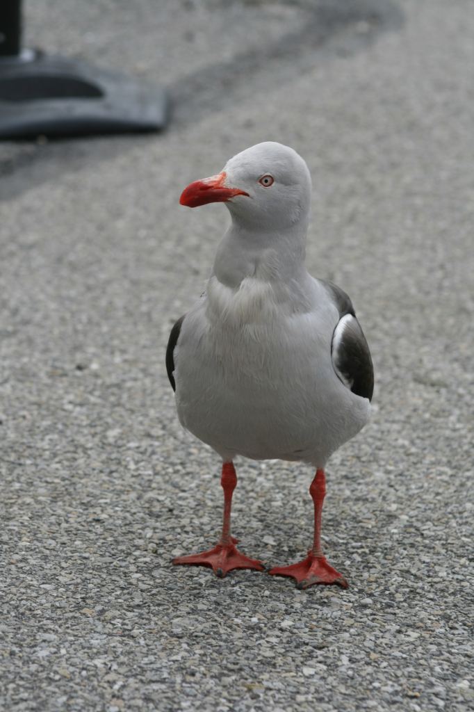 Фото 49 - Фолклендские острова