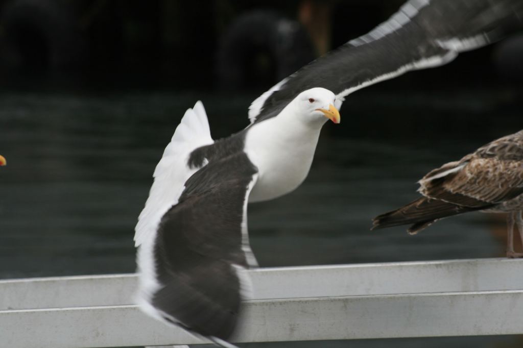 Фото 51 - Фолклендские острова