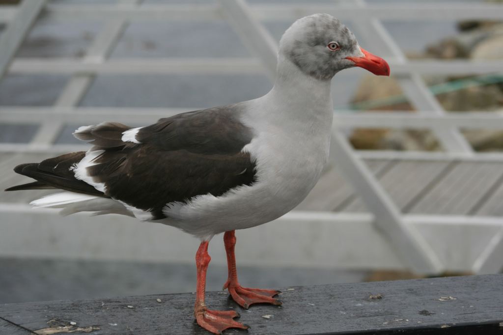 Фото 52 - Фолклендские острова