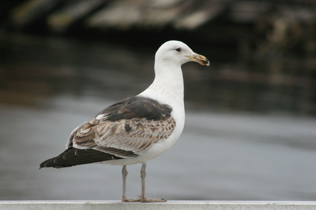 Фото 53 - Фолклендские острова