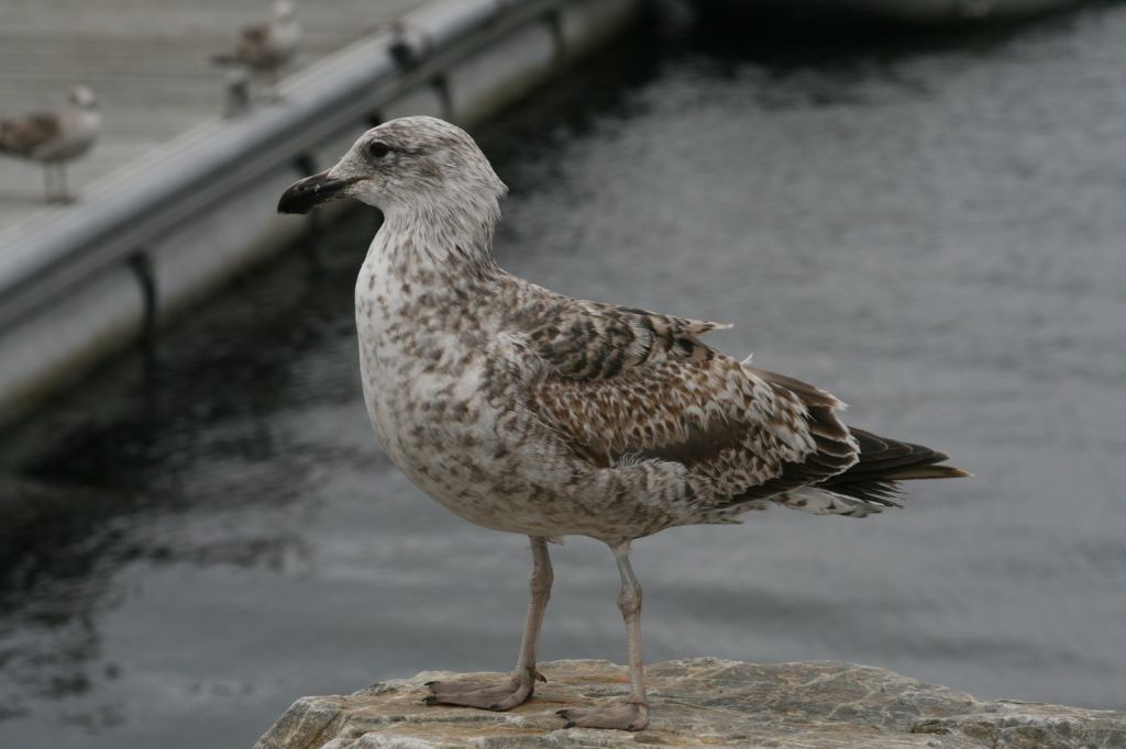 Фото 54 - Фолклендские острова