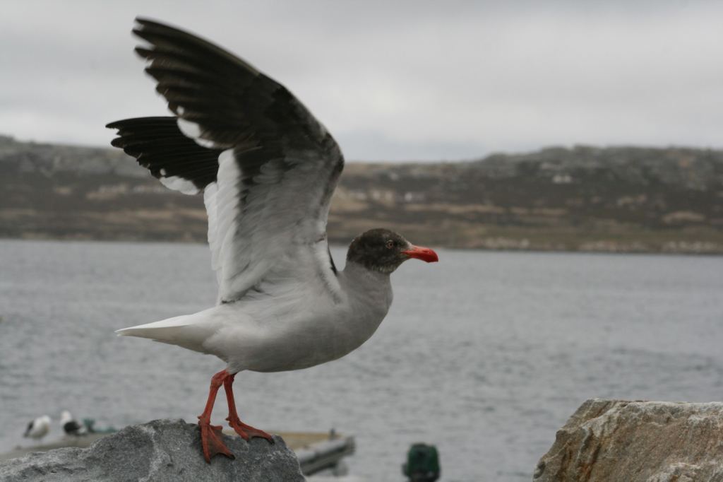 Фото 55 - Фолклендские острова