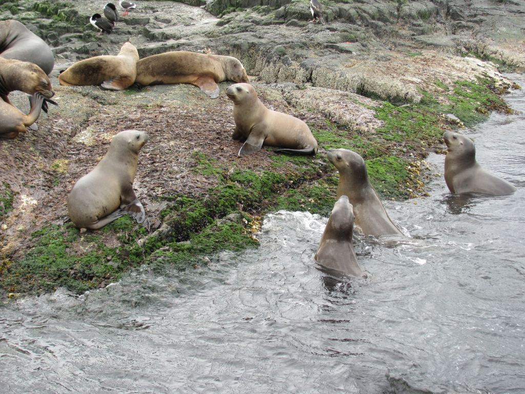 Фото 6 - Мыс Горн