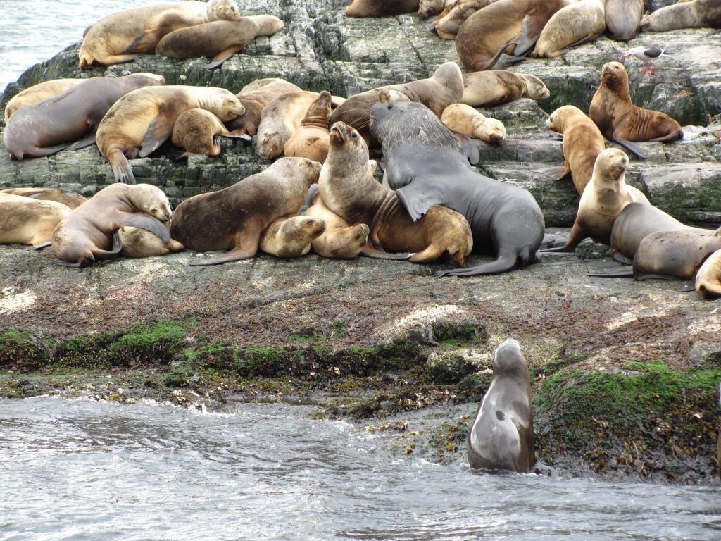 Фото 9 - Мыс Горн