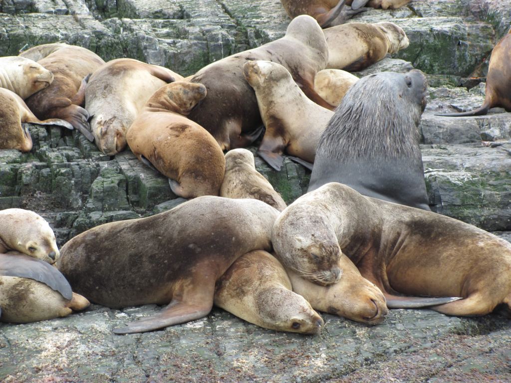 Фото 11 - Мыс Горн