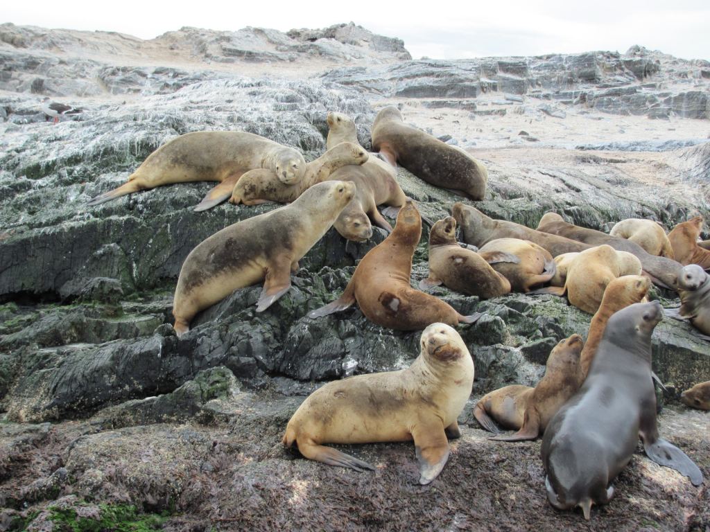 Фото 60 - Мыс Горн