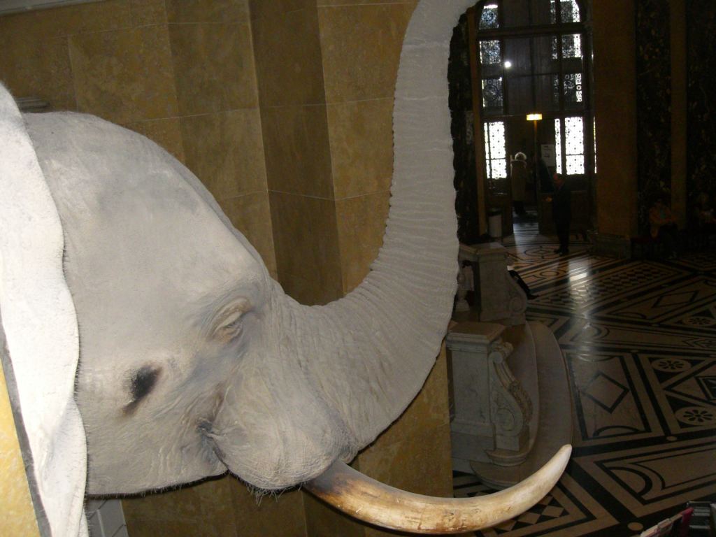 Фото 7 - Венгерский Национальный Музей естественной истории