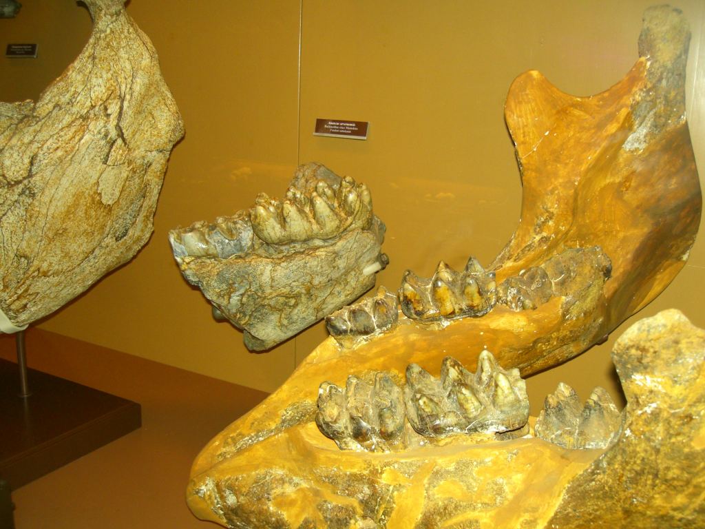 Фото 16 - Венгерский Национальный Музей естественной истории