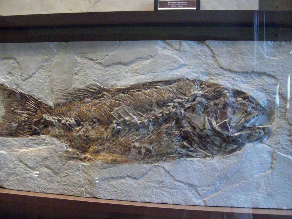 Фото 26 - Венгерский Национальный Музей естественной истории