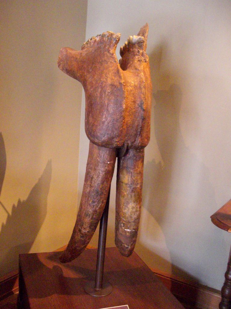 Фото 28 - Венгерский Национальный Музей естественной истории