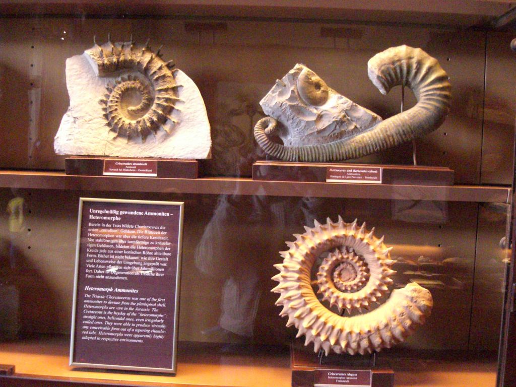 Фото 30 - Венгерский Национальный Музей естественной истории