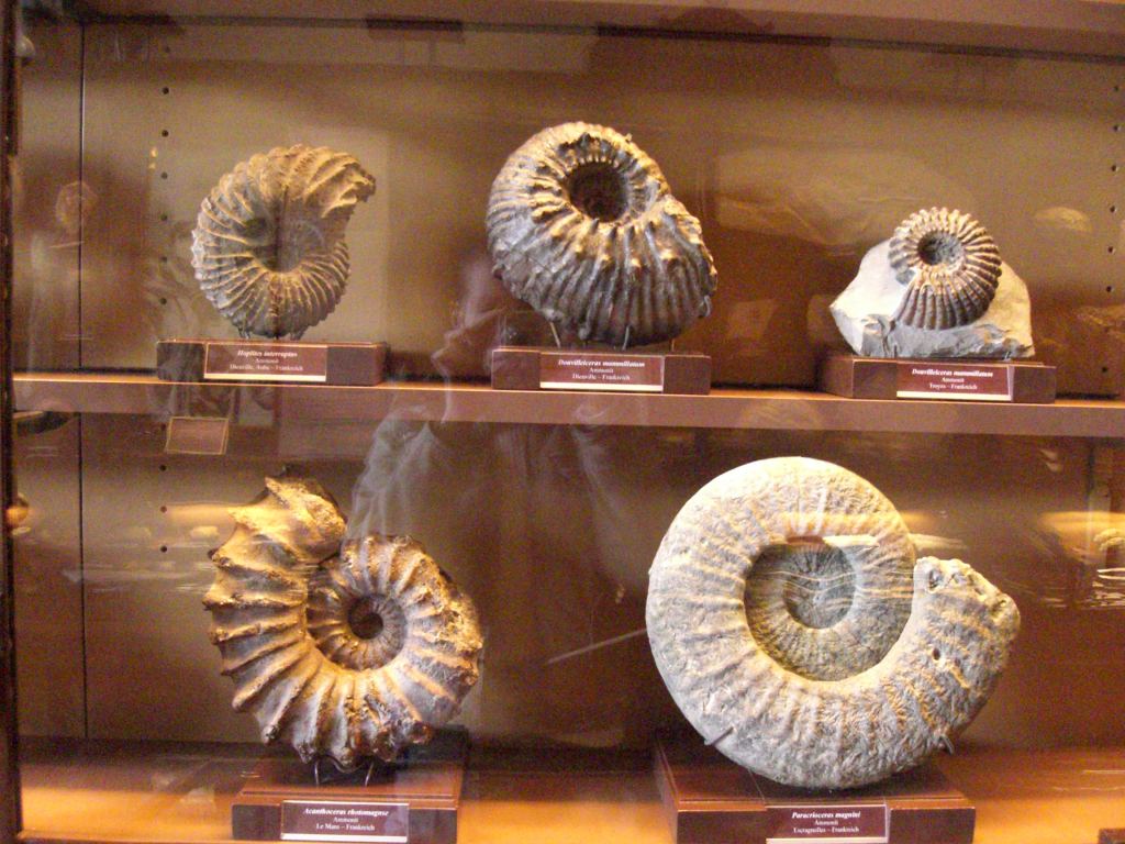 Фото 31 - Венгерский Национальный Музей естественной истории