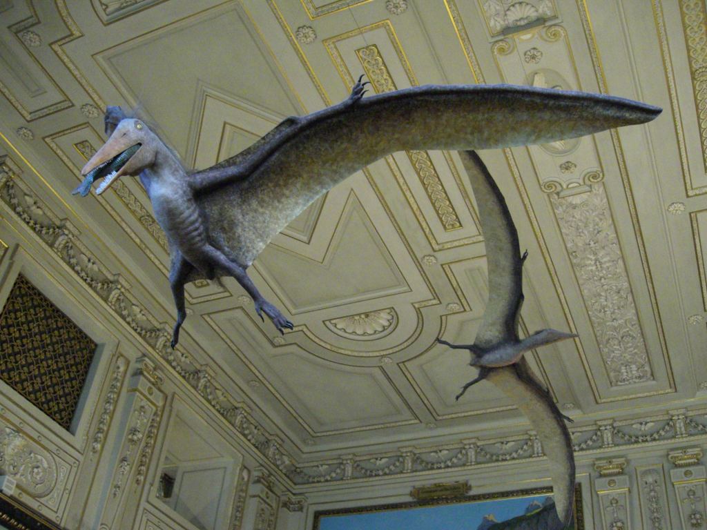 Фото 33 - Венгерский Национальный Музей естественной истории