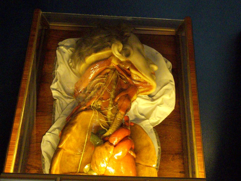 Фото 66 - Венгерский Национальный Музей естественной истории