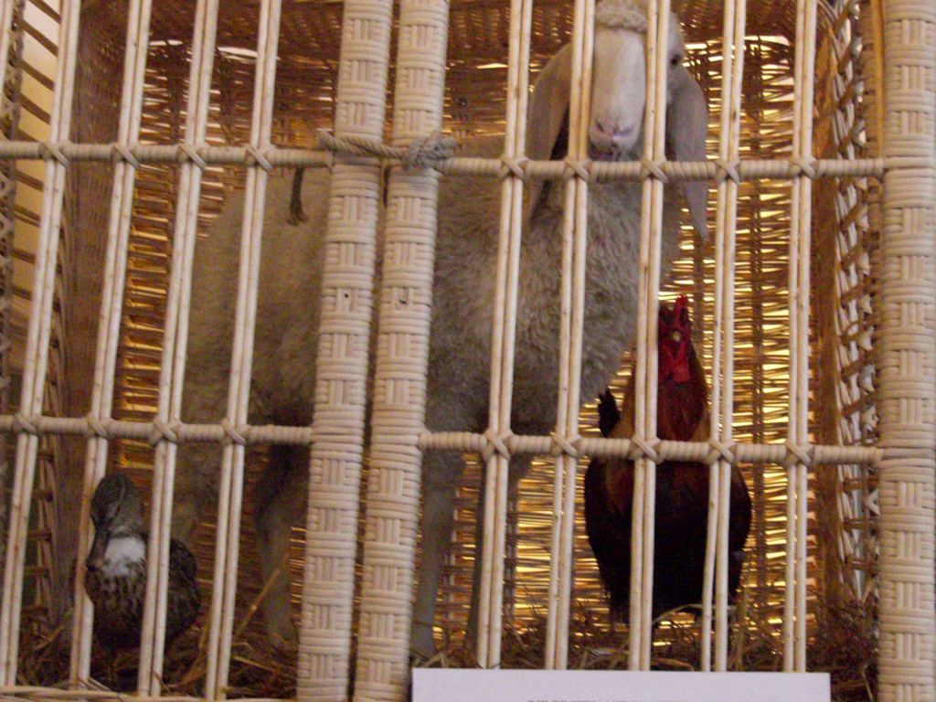 Фото 69 - Венгерский Национальный Музей естественной истории