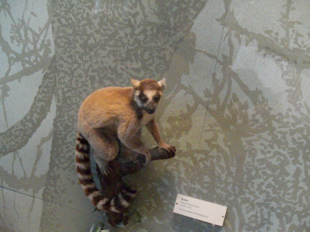 Фото 75 - Венгерский Национальный Музей естественной истории