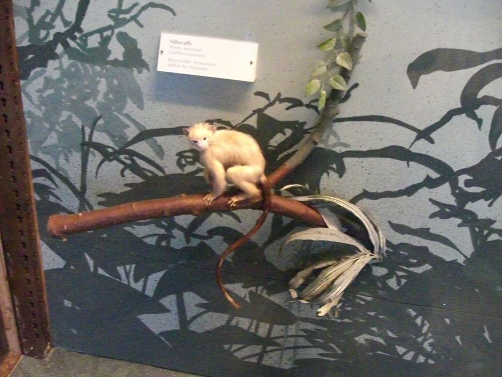 Фото 77 - Венгерский Национальный Музей естественной истории