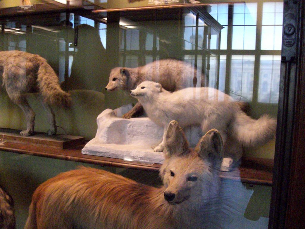 Фото 79 - Венгерский Национальный Музей естественной истории