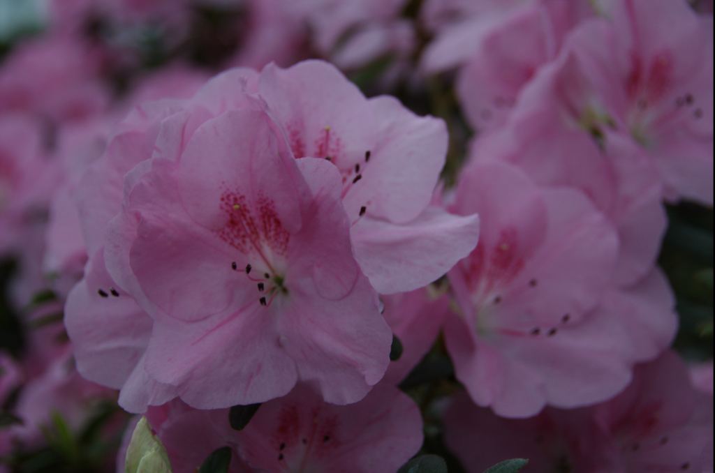 Фото 1 - Киевский ботанический сад - закрытые оранжереи