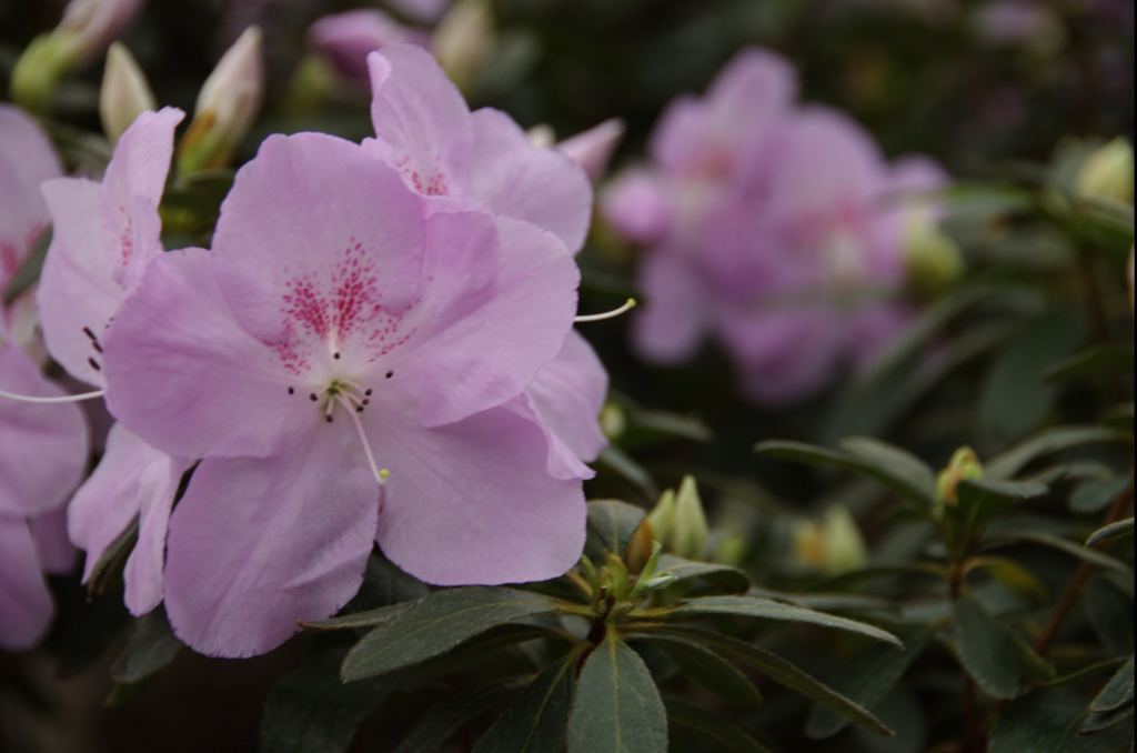 Фото 3 - Киевский ботанический сад - закрытые оранжереи