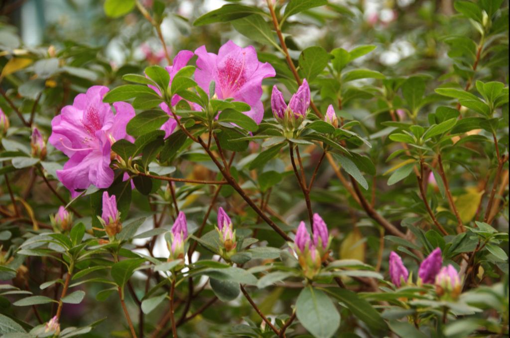 Фото 6 - Киевский ботанический сад - закрытые оранжереи