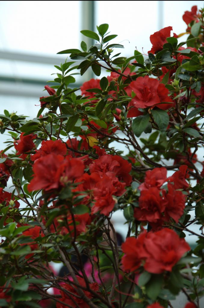 Фото 8 - Киевский ботанический сад - закрытые оранжереи