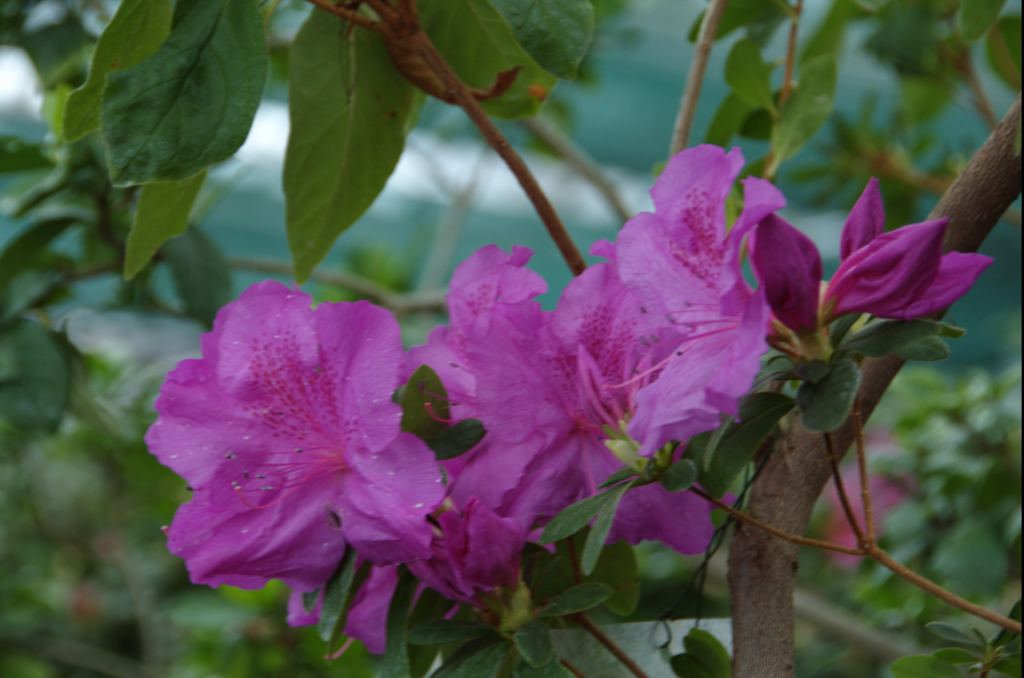 Фото 12 - Киевский ботанический сад - закрытые оранжереи