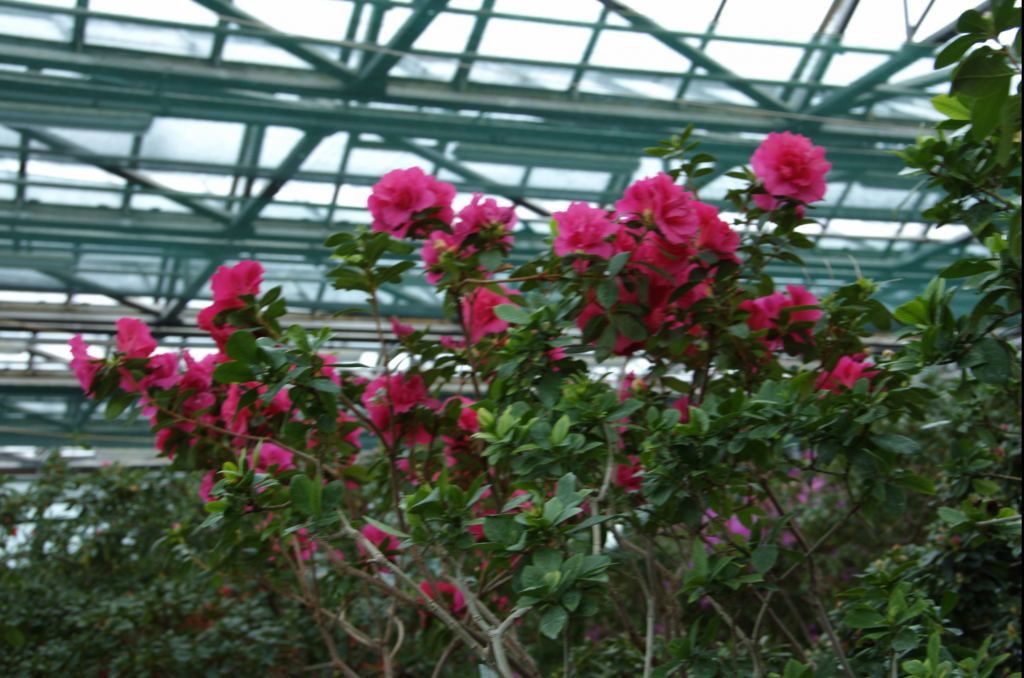 Фото 13 - Киевский ботанический сад - закрытые оранжереи