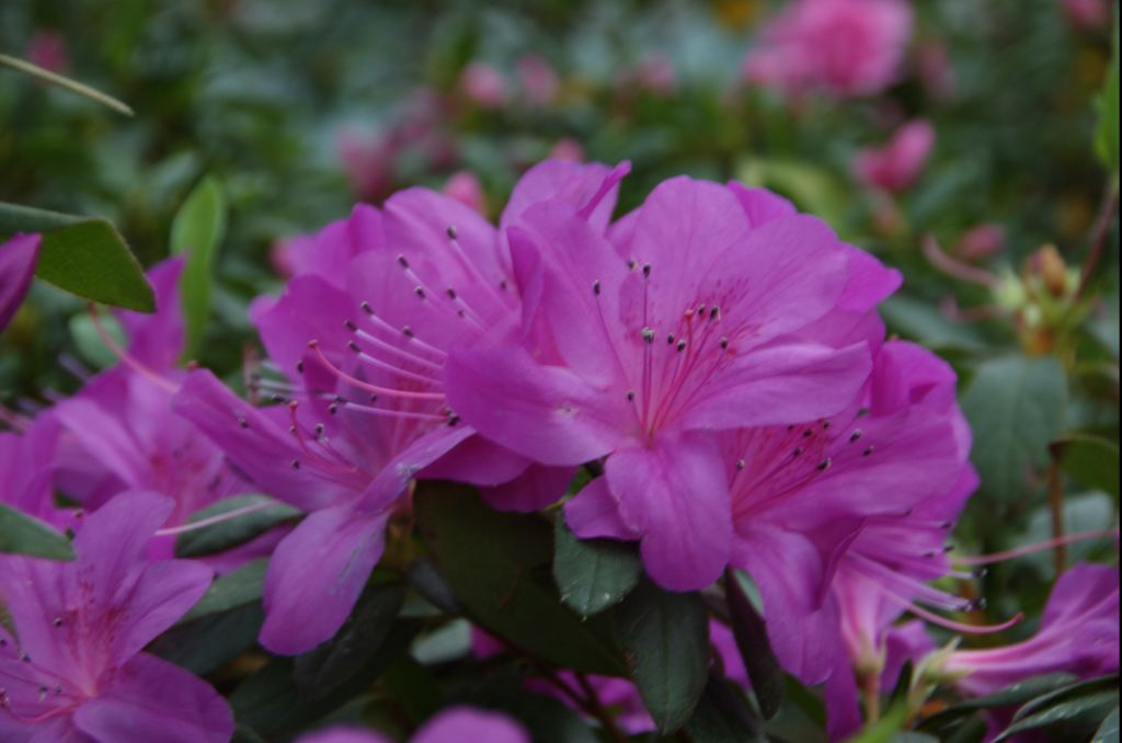 Фото 16 - Киевский ботанический сад - закрытые оранжереи