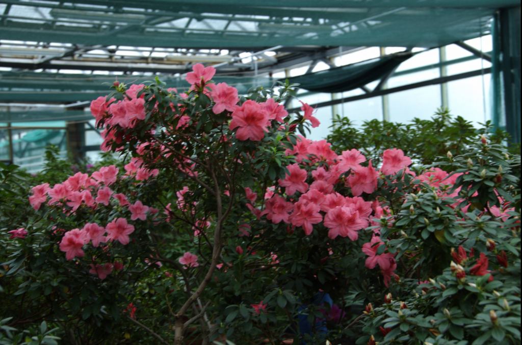 Фото 20 - Киевский ботанический сад - закрытые оранжереи