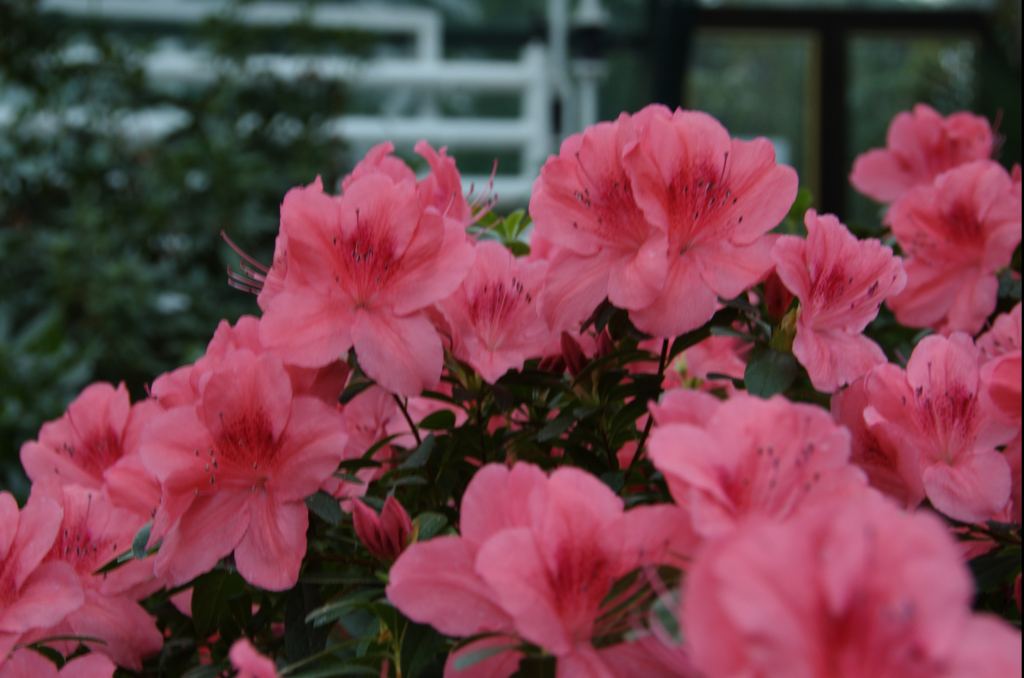 Фото 21 - Киевский ботанический сад - закрытые оранжереи